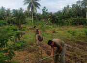 Satgas Madago Raya Tingkatkan Dukungan Pangan melalui Pertanian dan Peternakan di Poso