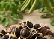 Biji Kelor: Superfood yang Kaya Manfaat