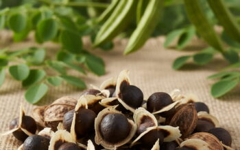 Biji Kelor: Superfood yang Kaya Manfaat