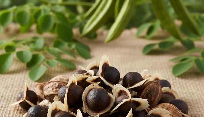 Biji Kelor: Superfood yang Kaya Manfaat